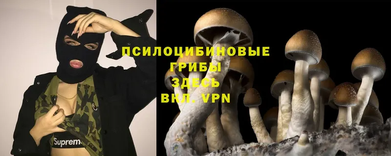 Галлюциногенные грибы Cubensis  ссылка на мегу сайт  Гуково 